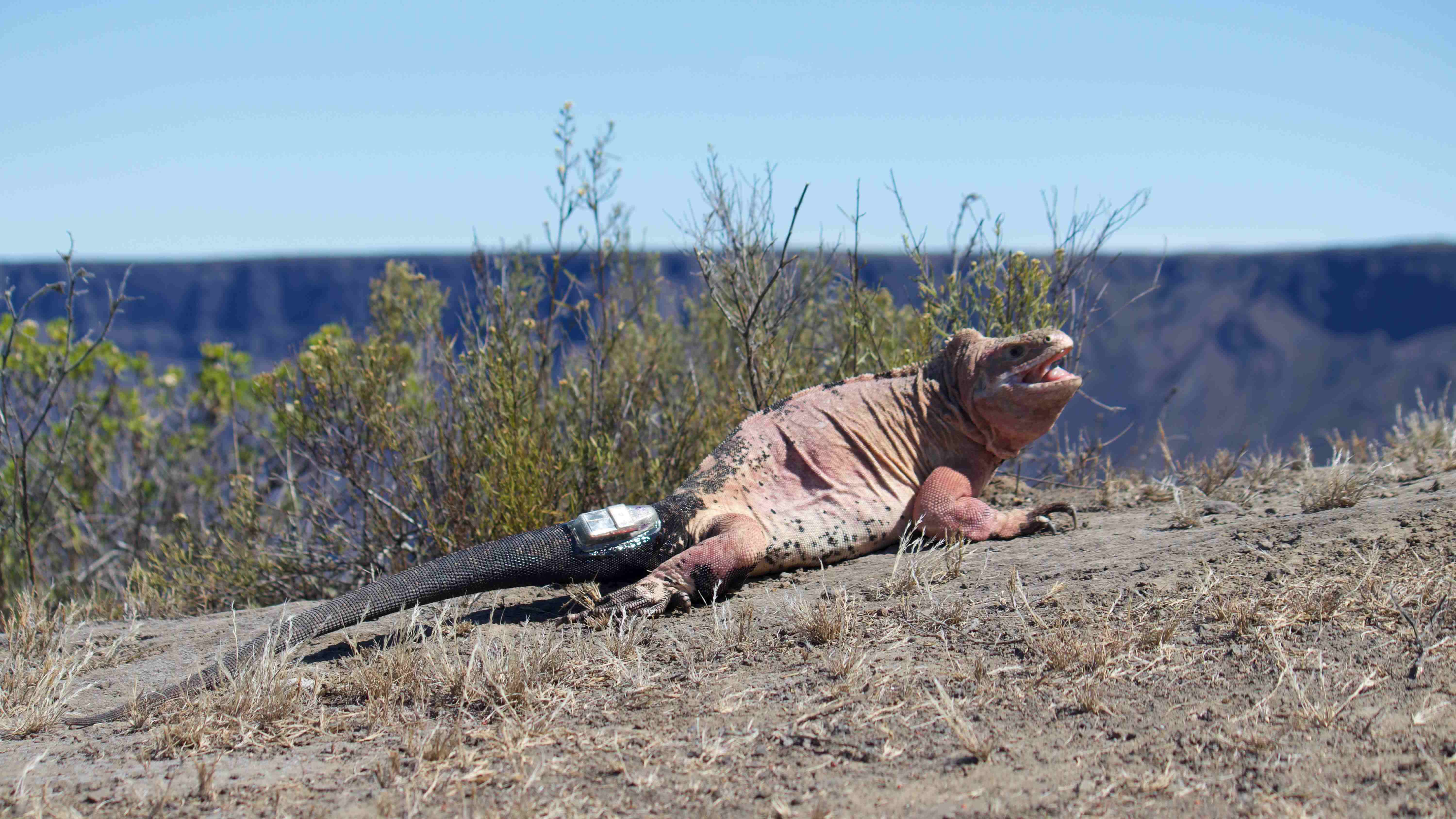 gallery Tra Galápagos, color rosa e rock: da “Tor Vergata” una ricerca innovativa, anche nella sua descrizione