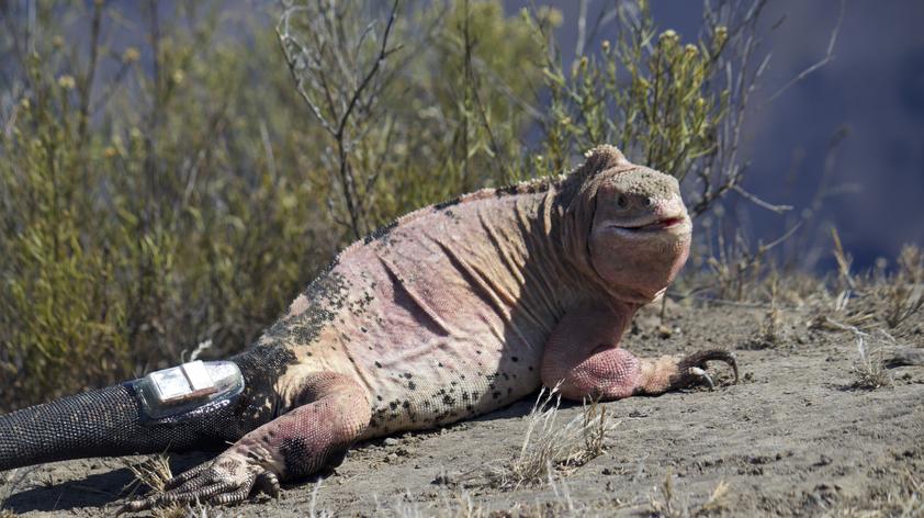 gallery Studio genomico riavvia le lancette dell'evoluzione delle iguane delle Galápagos